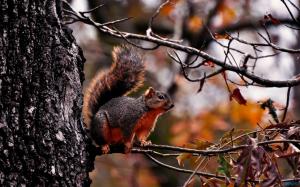 Flying Tree Squirrel wallpaper thumb