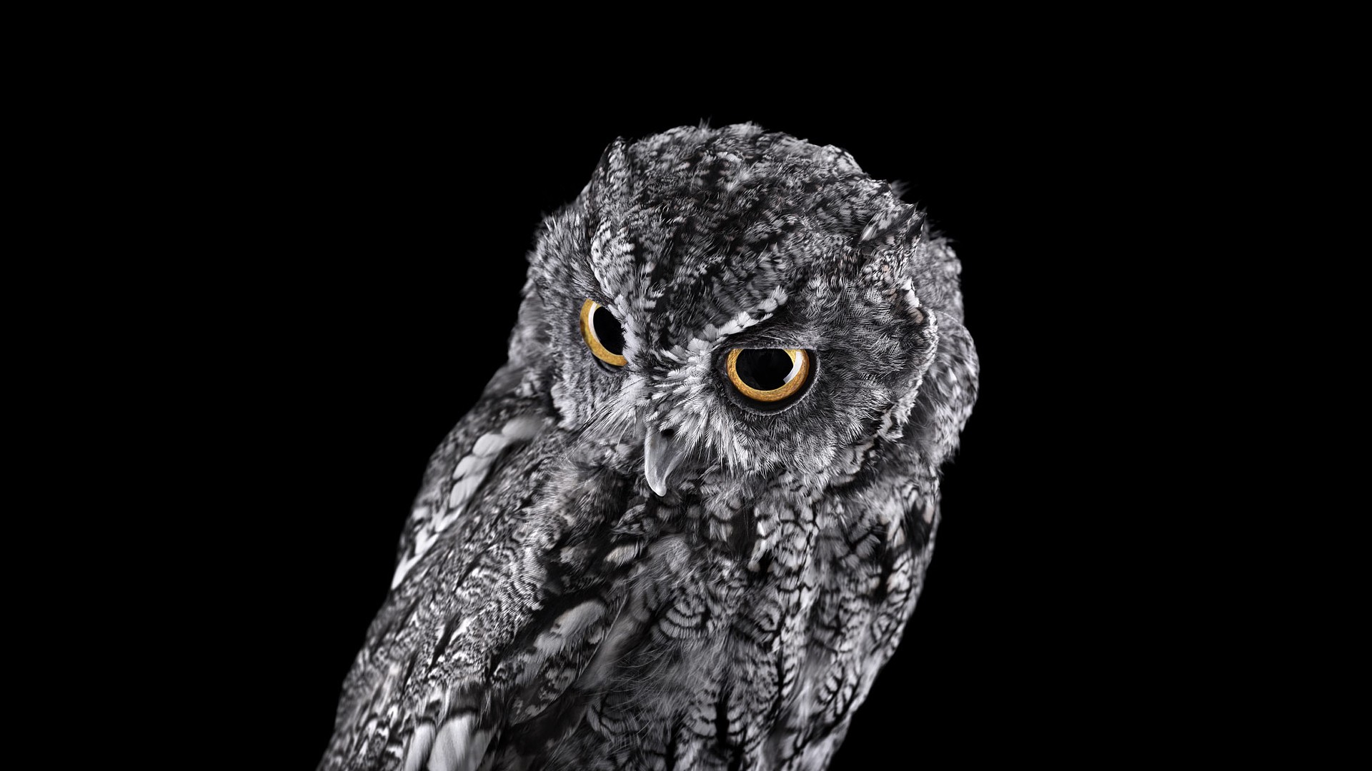 Owl background  Owl background Owl Owl wallpaper