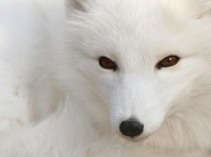 white_polar Polar-Silver-Fox white HD wallpaper thumb