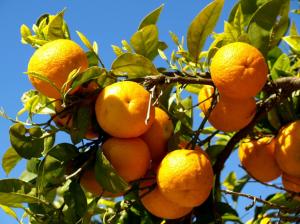 *** Oranges On The Tree Branches *** wallpaper thumb