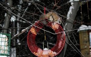 Northern Flying Squirrel wallpaper thumb