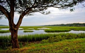 Amelia Island, Florida, USA, tree, grass, swamp wallpaper thumb