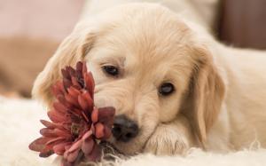 Dog and flower wallpaper thumb