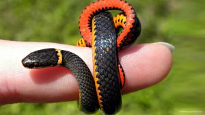 Small Snake Animals wallpaper thumb