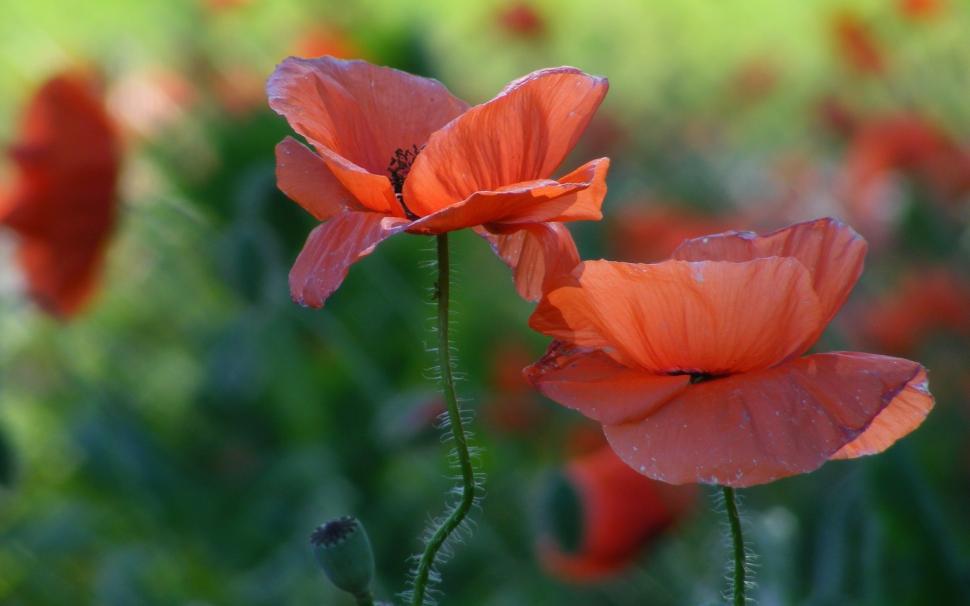 Red poppies, flowers close-up wallpaper,Red HD wallpaper,Poppies HD wallpaper,Flowers HD wallpaper,2560x1600 wallpaper