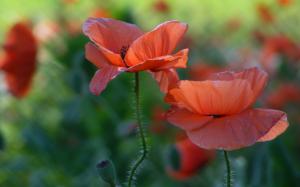 Red poppies, flowers close-up wallpaper thumb