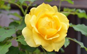 Yellow rose wallpaper thumb