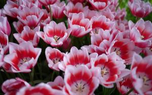 Flowers Tulips Many White and Pink wallpaper thumb