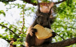 Squirrel eating a cookie wallpaper thumb