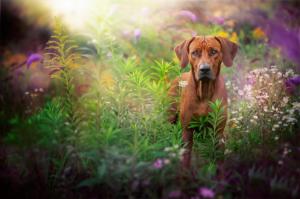 dog, muzzle, grass, glare wallpaper thumb