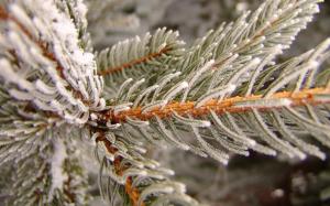 Frost Ice Pine Macro HD wallpaper thumb