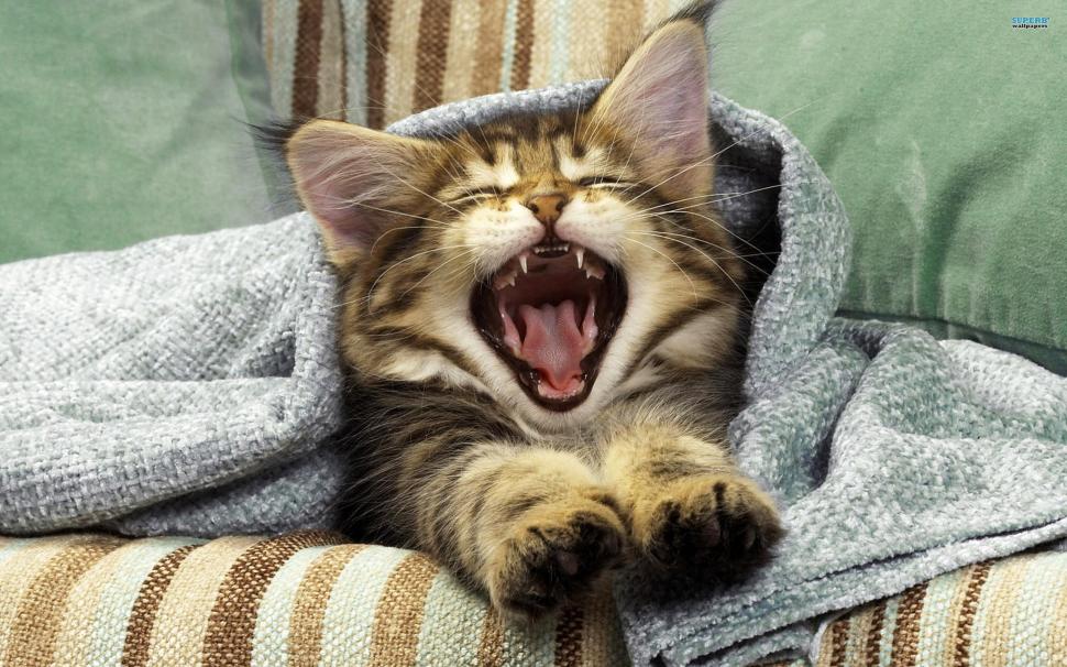 Cat Yawn Stretch HD wallpaper,animals HD wallpaper,cat HD wallpaper,yawn HD wallpaper,stretch HD wallpaper,2560x1600 wallpaper