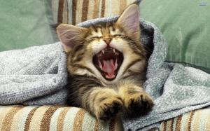 Cat Yawn Stretch HD wallpaper thumb