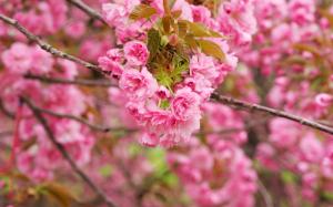 Pink cherry flowers, branches, bloom wallpaper thumb