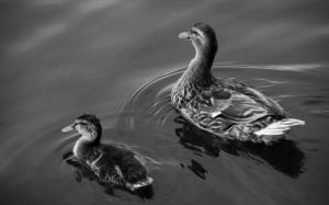 Mother duck and duckling wallpaper thumb