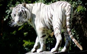 Rare White Tiger wallpaper thumb