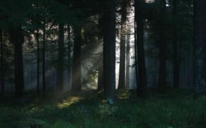 Best Dark Forest HD wallpaper thumb