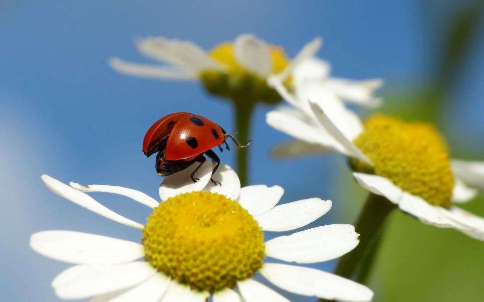 Flower, petals, chamomile, insect, ladybug wallpaper,Flower HD wallpaper,Petals HD wallpaper,Chamomile HD wallpaper,Insect HD wallpaper,Ladybug HD wallpaper,1920x1200 wallpaper