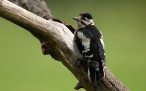 Woodpecker, bird, tree trunk wallpaper thumb