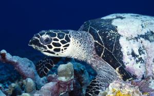 Tortoise Underwater wallpaper thumb