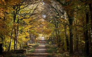 Forest, trees, road, autumn wallpaper thumb