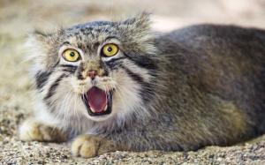 Pallas's cat, face, front view wallpaper thumb