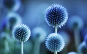 Flower plant blue mood wallpaper thumb