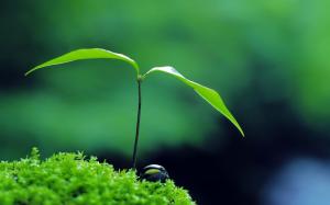 Plant, green, zen wallpaper thumb