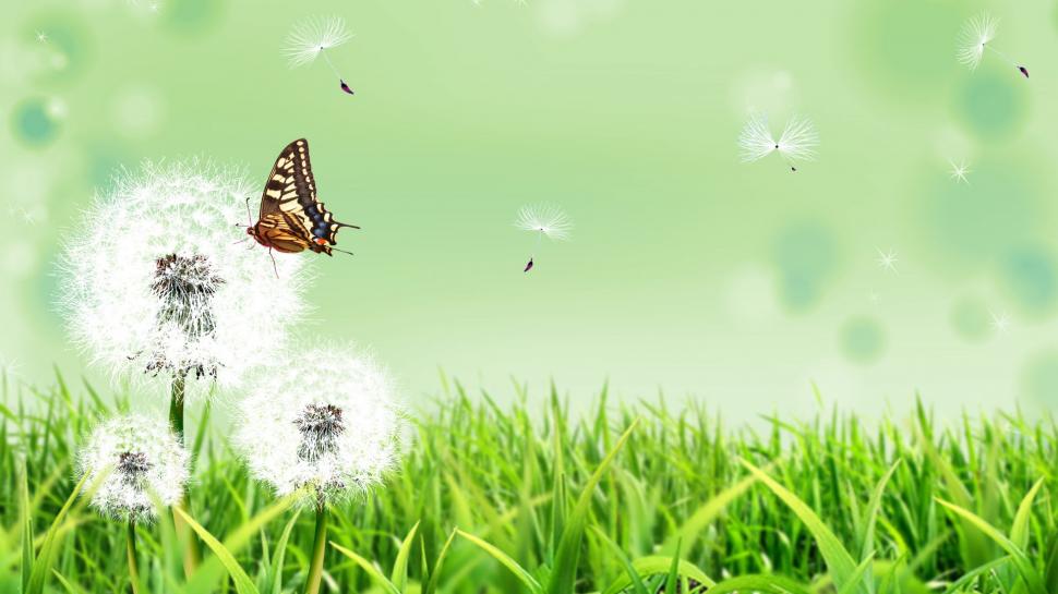 Summer herb dandelion flower and butterfly wallpaper,Summer HD wallpaper,Dandelion HD wallpaper,Butterfly HD wallpaper,1920x1080 wallpaper