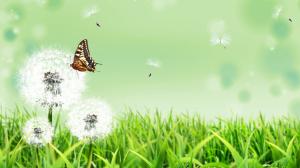 Summer herb dandelion flower and butterfly wallpaper thumb