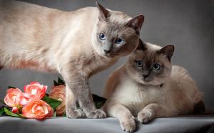 Thai cat, two cats, flowers, gray background wallpaper thumb