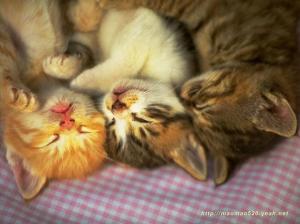 family nap Animals cats felines Pets sleeping HD wallpaper thumb