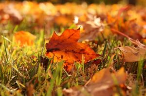 Leaves in grass autumn wallpaper thumb