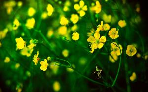 Yellow little flowers, green background wallpaper thumb