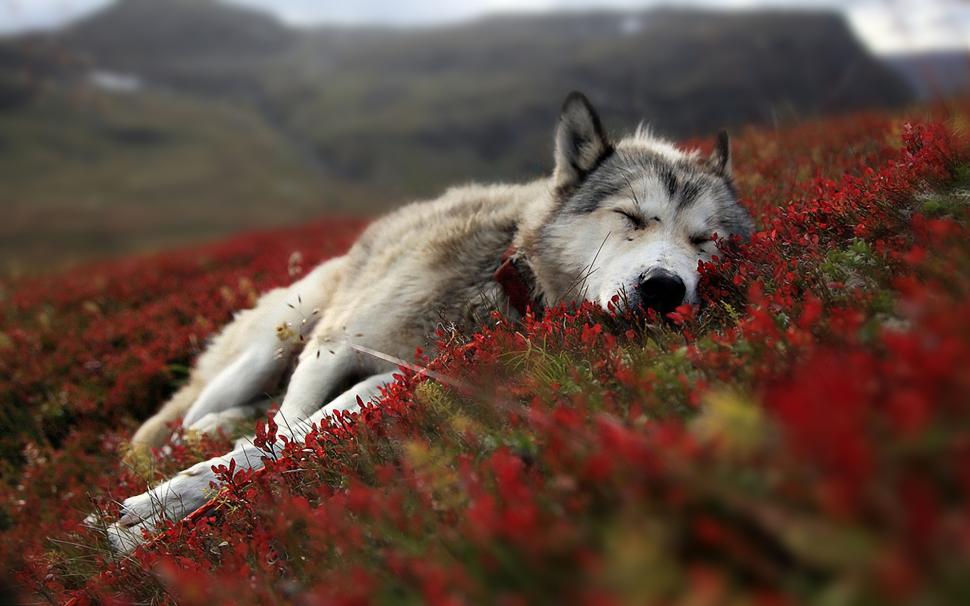 Sleeping Wolf Animales wallpaper,animales HD wallpaper,sleeping wolf HD wallpaper,1920x1200 wallpaper