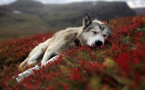 Sleeping Wolf Animales wallpaper thumb
