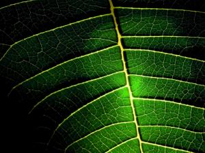 Leaf Veins Green Macro HD wallpaper thumb