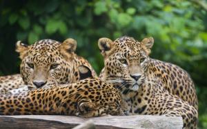 Three leopards, jaguar, rest wallpaper thumb