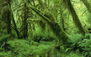 Moss and fern covered forest trees wallpaper thumb