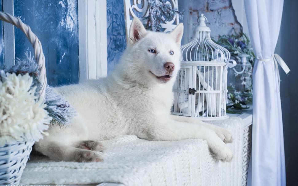 White husky dog wallpaper,White HD wallpaper,Husky HD wallpaper,Dog HD wallpaper,2560x1600 wallpaper