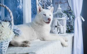 White husky dog wallpaper thumb