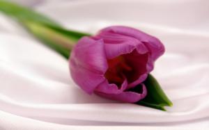 A purple tulip wallpaper thumb