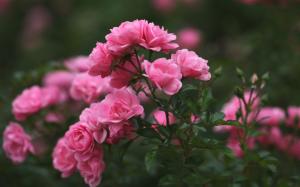 Rose buds, petals, pink flowers, blurring wallpaper thumb
