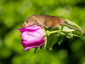 Pink rose flower and mouse baby wallpaper thumb
