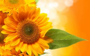 Sunflowers Leaves Green Widescreen wallpaper thumb