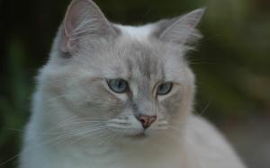 Gray cat, face, eyes, bokeh wallpaper thumb