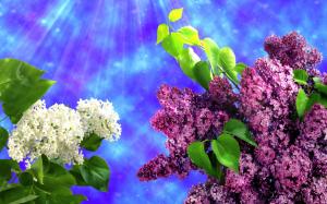 White and purple lilac flowers, spring, leaves wallpaper thumb