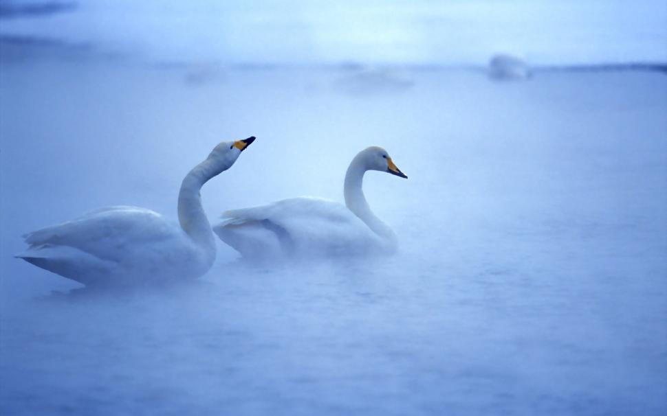 Lovely Swans wallpaper,swans HD wallpaper,2560x1600 wallpaper