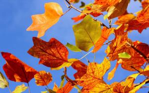 Autumn Colors Leaves wallpaper thumb