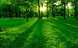 Park the morning sun, the green trees and grass wallpaper thumb